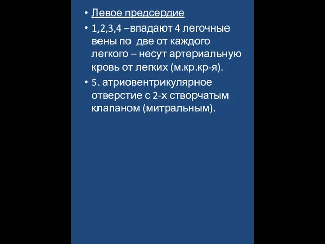 Левое предсердие 1,2,3,4 –впадают 4 легочные вены по две от каждого легкого