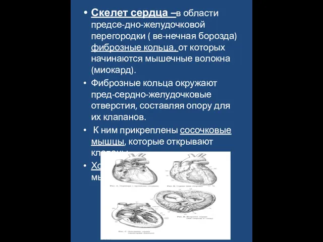 Скелет сердца –в области предсе-дно-желудочковой перегородки ( ве-нечная борозда) фиброзные кольца, от