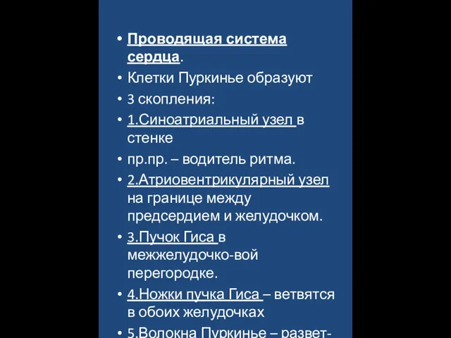 Проводящая система сердца. Клетки Пуркинье образуют 3 скопления: 1.Синоатриальный узел в стенке