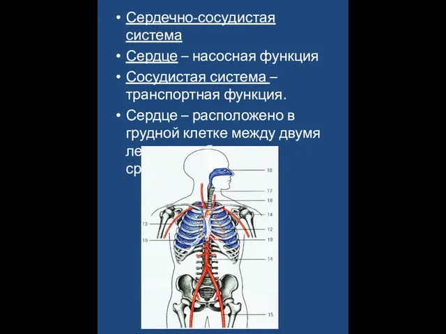 Сердечно-сосудистая система Сердце – насосная функция Сосудистая система – транспортная функция. Сердце