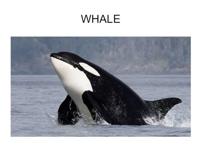 WHALE