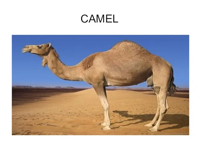 CAMEL