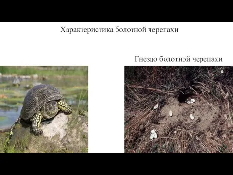 Характеристика болотной черепахи Гнездо болотной черепахи