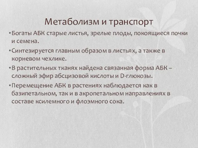 Метаболизм и транспорт Богаты АБК старые листья, зрелые плоды, покоящиеся почки и