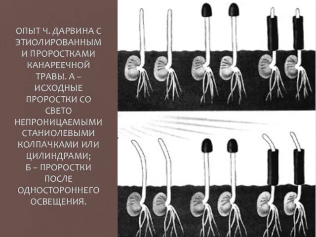 ОПЫТ Ч. ДАРВИНА С ЭТИОЛИРОВАННЫМИ ПРОРОСТКАМИ КАНАРЕЕЧНОЙ ТРАВЫ. А – ИСХОДНЫЕ ПРОРОСТКИ