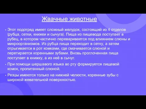 Жвачные животные Этот подотряд имеет сложный желудок, состоящий из 4 отделов (рубца,