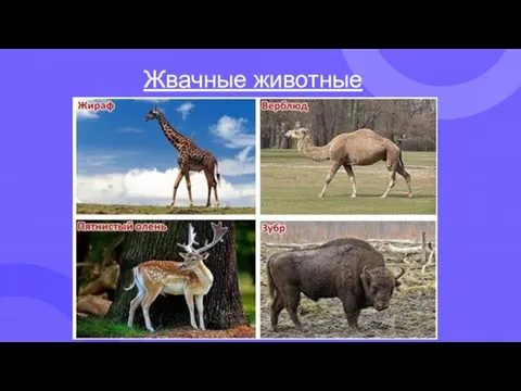 Жвачные животные