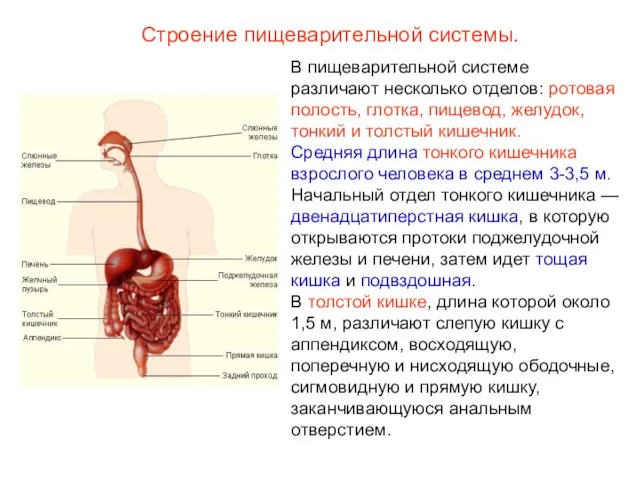 Строение пищеварительной системы. В пищеварительной системе различают несколько отделов: ротовая полость, глотка,