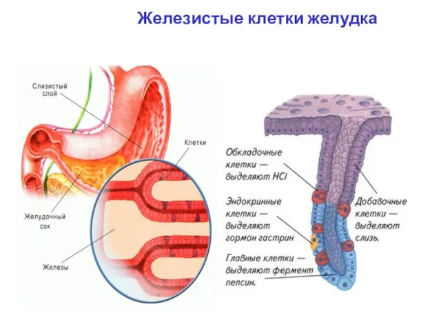Железистые клетки желудка
