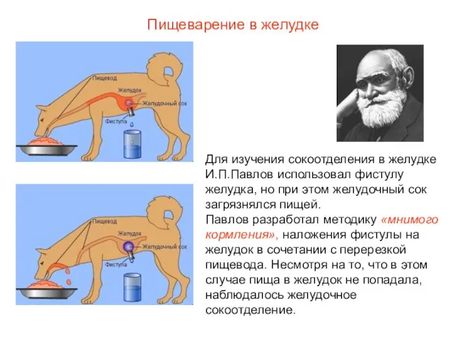 Для изучения сокоотделения в желудке И.П.Павлов использовал фистулу желудка, но при этом