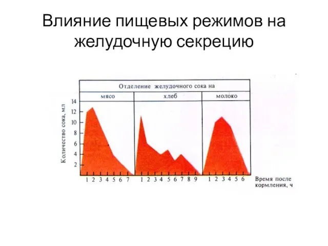 Влияние пищевых режимов на желудочную секрецию