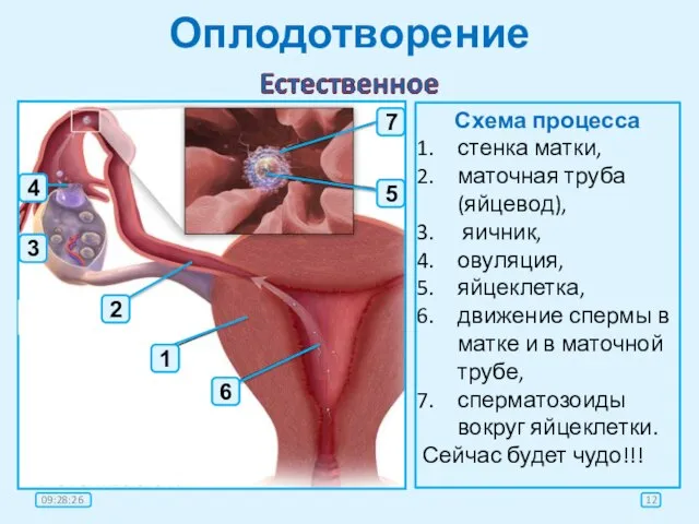 Оплодотворение Схема процесса стенка матки, маточная труба (яйцевод), яичник, овуляция, яйцеклетка, движение