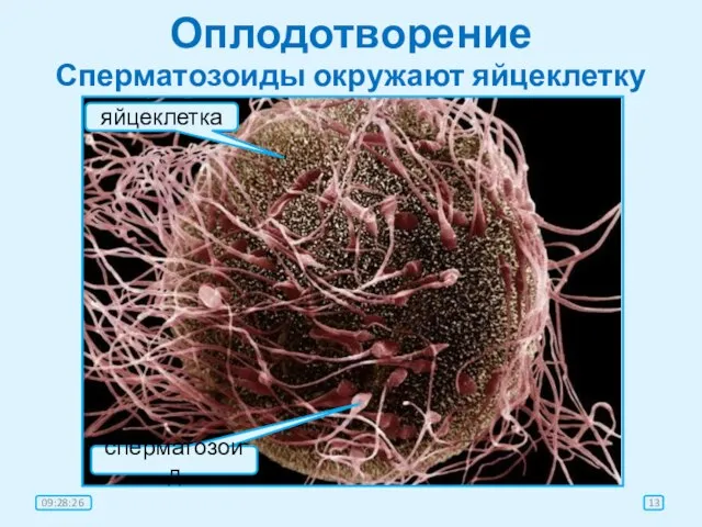 Оплодотворение Сперматозоиды окружают яйцеклетку яйцеклетка сперматозоид 09:28:26