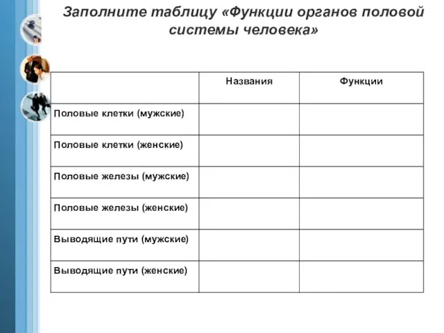 Заполните таблицу «Функции органов половой системы человека»