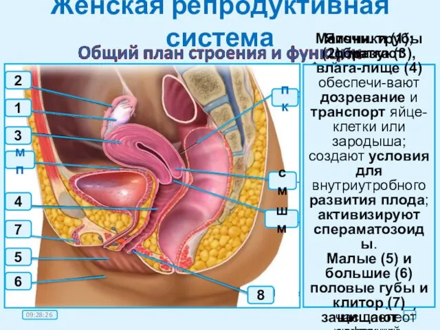 Женская репродуктивная система мп 2 8 см пк 7 5 3 4