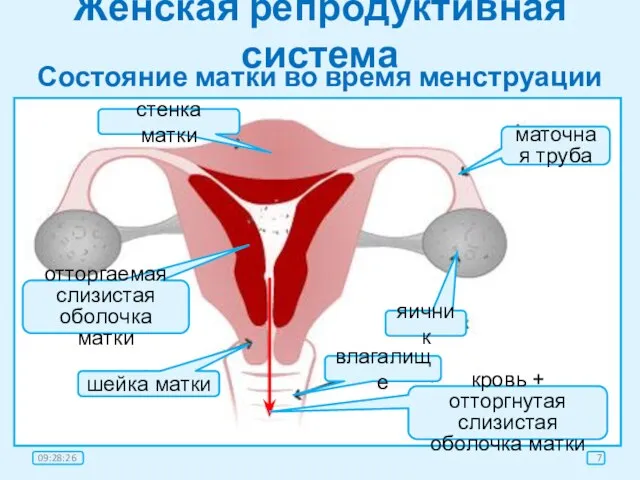 Женская репродуктивная система Состояние матки во время менструации стенка матки отторгаемая слизистая