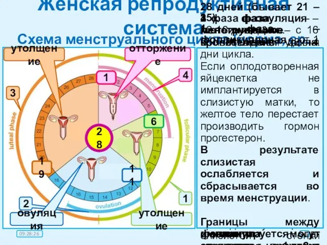 Женская репродуктивная система Схема менструального цикла (норма, ср. знач.) 28 дней (бывает