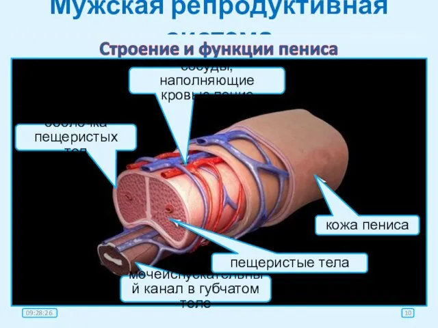 Мужская репродуктивная система яички покой эрекция пещеристые тела пещеристые тела, заполненные кровью