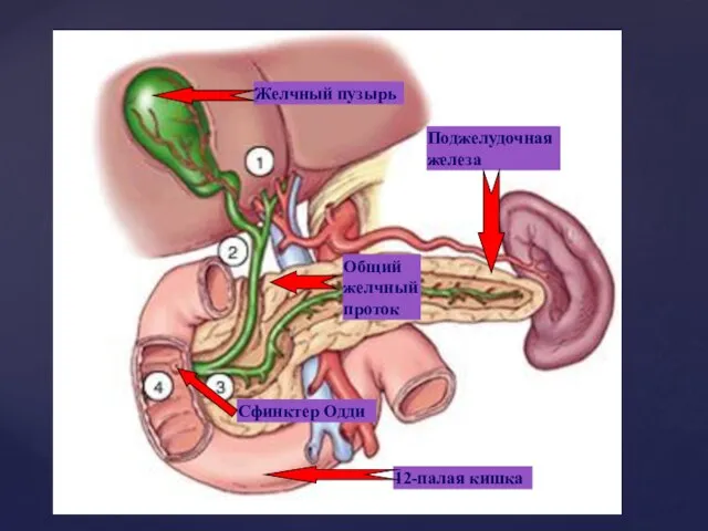 Желчный пузырь Общий желчный проток Сфинктер Одди 12-палая кишка Поджелудочная железа