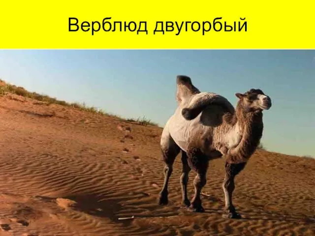 Верблюд двугорбый