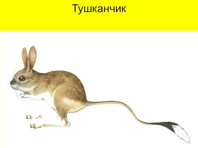 Тушканчик