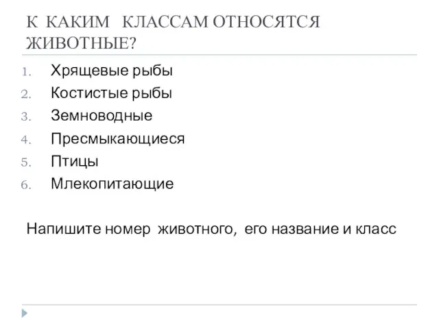 К КАКИМ КЛАССАМ ОТНОСЯТСЯ ЖИВОТНЫЕ? Хрящевые рыбы Костистые рыбы Земноводные Пресмыкающиеся Птицы