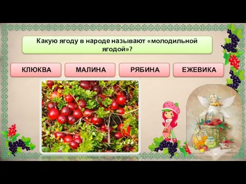 КЛЮКВА РЯБИНА Какую ягоду в народе называют «молодильной ягодой»? ЕЖЕВИКА МАЛИНА