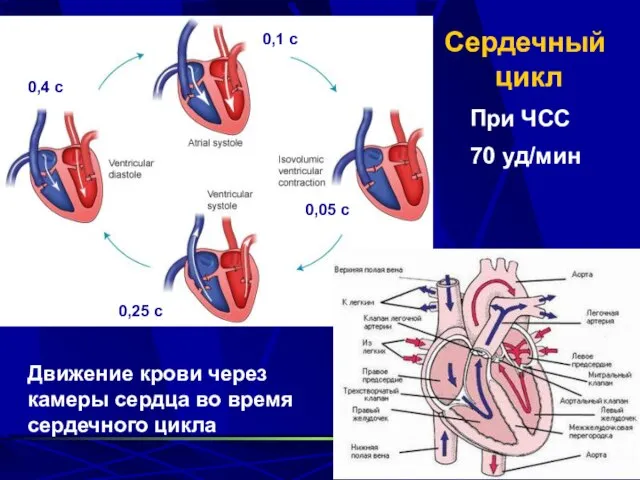 Сердечный цикл Движение крови через камеры сердца во время сердечного цикла При