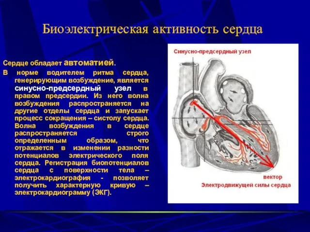 Биоэлектрическая активность сердца Сердце обладает автоматией. В норме водителем ритма сердца, генерирующим