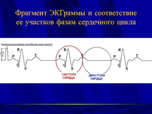 Фрагмент ЭКГраммы и соответствие ее участков фазам сердечного цикла