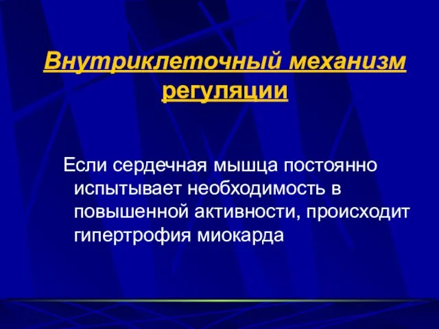 Внутриклеточный механизм регуляции Если сердечная мышца постоянно испытывает необходимость в повышенной активности, происходит гипертрофия миокарда