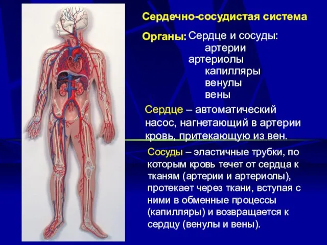 Сердечно-сосудистая система Органы: Сердце и сосуды: артерии артериолы капилляры венулы вены Сердце