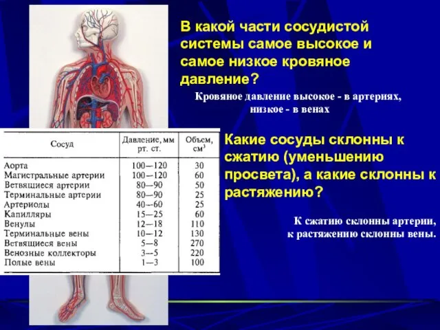 В какой части сосудистой системы самое высокое и самое низкое кровяное давление?