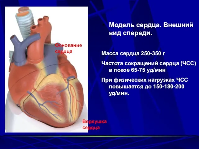 Модель сердца. Внешний вид спереди. Масса сердца 250-350 г Частота сокращений сердца