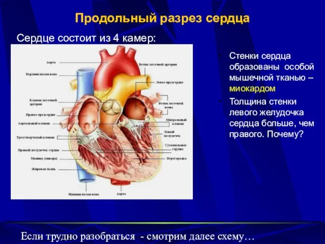 Продольный разрез сердца Стенки сердца образованы особой мышечной тканью – миокардом Толщина
