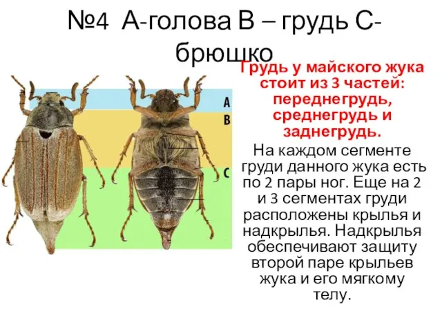 №4 А-голова В – грудь С-брюшко Грудь у майского жука стоит из