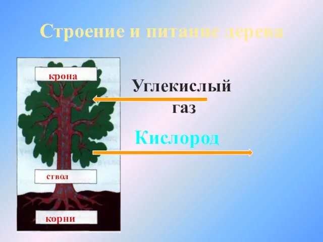 Строение и питание дерева крона ствол корни Углекислый газ Кислород