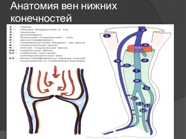 Анатомия вен нижних конечностей