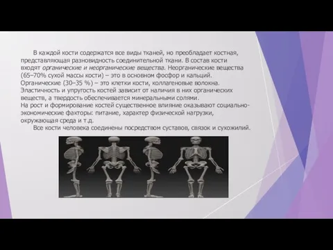 В каждой кости содержатся все виды тканей, но преобладает костная, представляющая разновидность