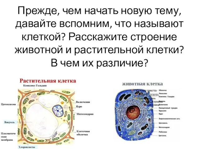 Прежде, чем начать новую тему, давайте вспомним, что называют клеткой? Расскажите строение