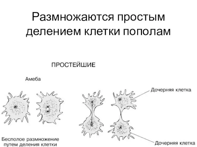 Размножаются простым делением клетки пополам