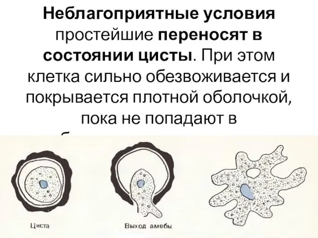 Неблагоприятные условия простейшие переносят в состоянии цисты. При этом клетка сильно обезвоживается