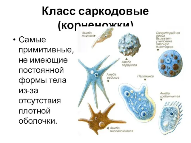 Класс саркодовые (корненожки) Самые примитивные, не имеющие постоянной формы тела из-за отсутствия плотной оболочки.