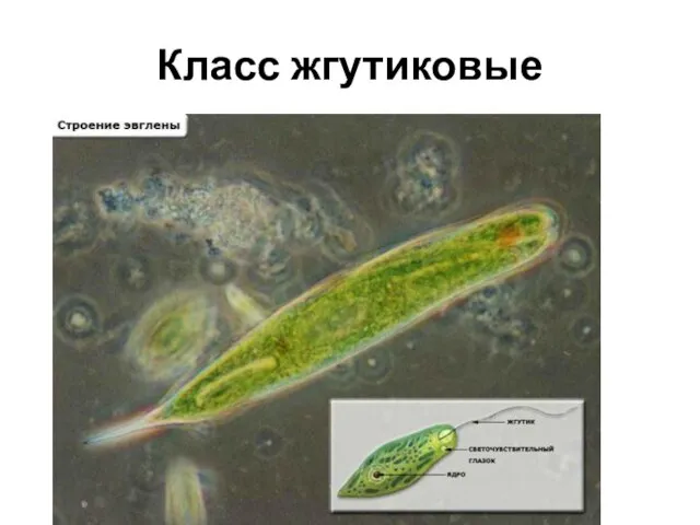 Класс жгутиковые