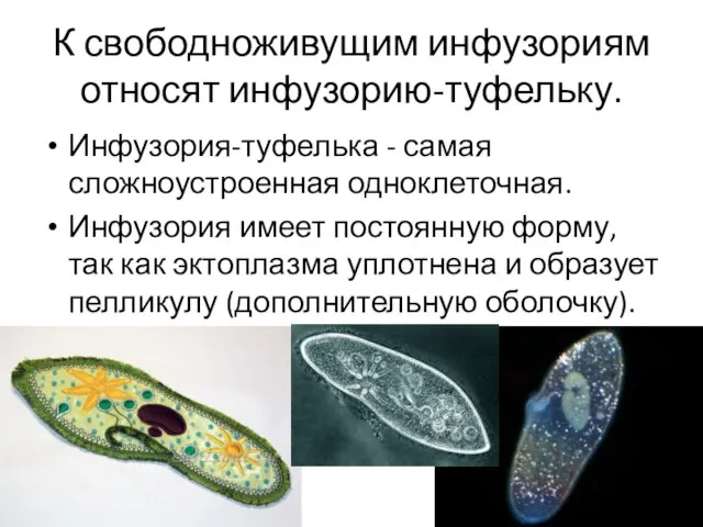 К свободноживущим инфузориям относят инфузорию-туфельку. Инфузория-туфелька - самая сложноустроенная одноклеточная. Инфузория имеет