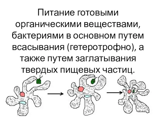 Питание готовыми органическими веществами, бактериями в основном путем всасывания (гетеротрофно), а также