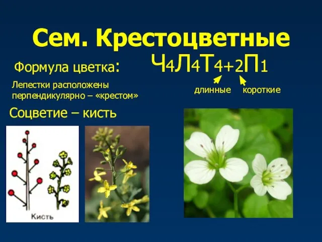 Сем. Крестоцветные Формула цветка: Ч4Л4Т4+2П1 длинные короткие Соцветие – кисть Лепестки расположены перпендикулярно – «крестом»