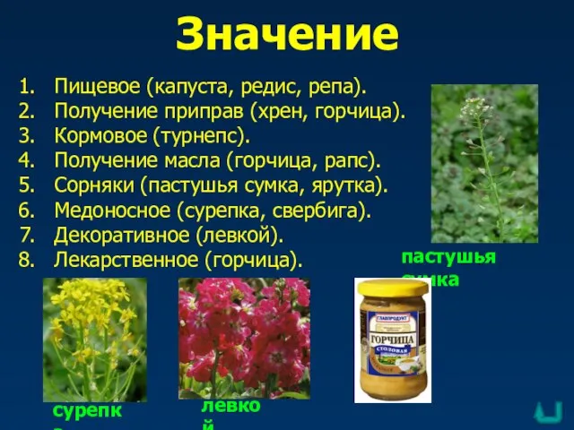 Значение пастушья сумка сурепка левкой Пищевое (капуста, редис, репа). Получение приправ (хрен,