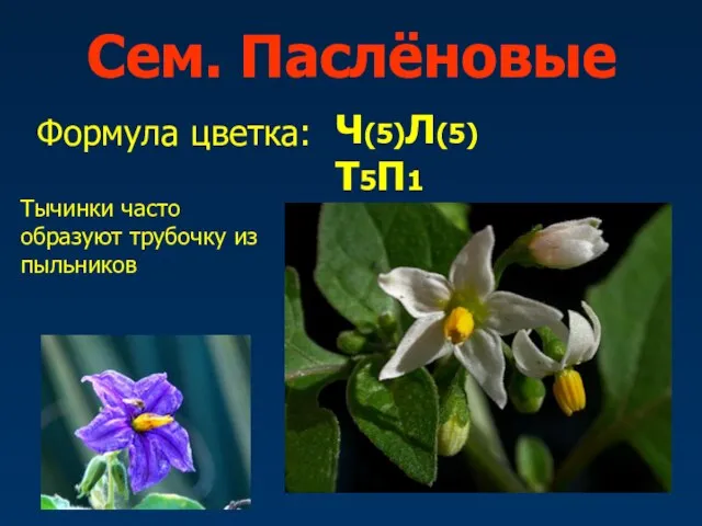 Сем. Паслёновые Формула цветка: Ч(5)Л(5)Т5П1 Тычинки часто образуют трубочку из пыльников