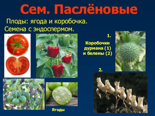 Сем. Паслёновые Плоды: ягода и коробочка. Семена с эндоспермом. Ягоды Коробочки дурмана